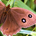 Entomologie