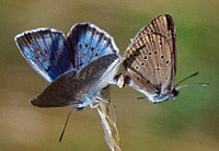 motyl