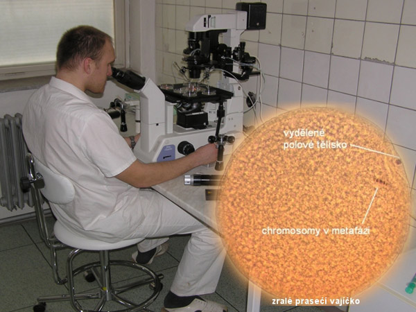 Práce v laboratoři